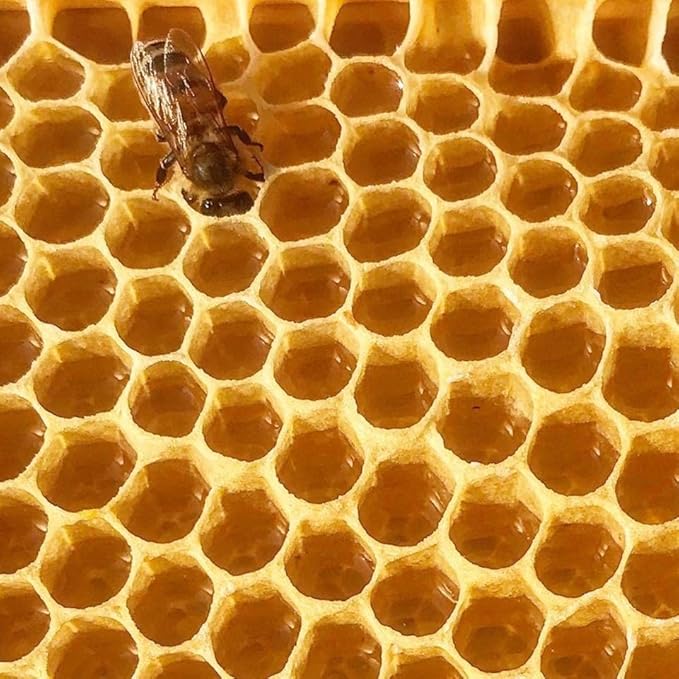 Stakich Yellow Beeswax Block - Natural, Triple Filtered 5-Pound (in 1 lb Blocks)