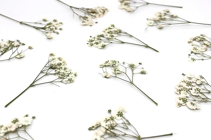 CONVELIFE Dried Babys Breath White, 48pcs Dried Flowers for Resin Pressed from Natural Flowers, Natural Pressed Flowers for Wedding Resin Art Craft DIY Card Making Home Party Decor (White)