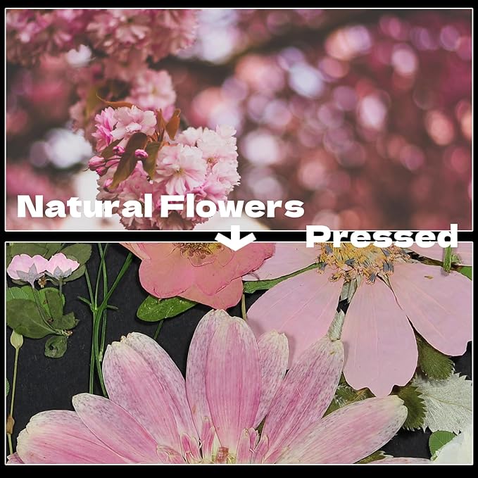 CONVELIFE Pink Dried Pressed Flowers, Real Nature Flowers with Tweezers, Pressed Flowers for Resin DIY Jewelry Candle Soap Vase Making Nail Card Scrapbook Art Craft Floral Decors