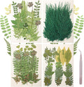 120Pcs Dried Pressed Leaves Flowers Real Flowers Natural Dry Leaves Bulk Mixed Colorful Herbs Kit with Tweezers for Scrapbooking DIY Candle Jewelry Crafts Making Nails Decorate(Green)