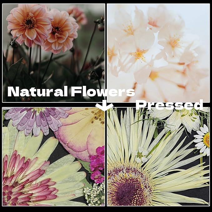 CONVELIFE White Dried Pressed Flowers, 40Pcs Real Nature Flowers Set with Tweezers, Pressed Flowers for Resin DIY Jewelry Candle Soap Vase Making Nail Card Scrapbook Art Craft Floral Decor