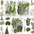 CONVELIFE 63 Pcs Pressed Leaves, 21 Styles Dried Flowers for Resin, Natural Dry Leaves for Pressed Leaf Art Craft DIY Embellishment Decorations