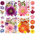 Dried Pressed Flowers, Resiners Dried Flowers for Candle Making Real Natural Pressed Flowers Dry Leaves Kit for DIY Crafts Resin Soap Scrapbook Card Making Jewelry (Gerbera Daisy 100pcs)